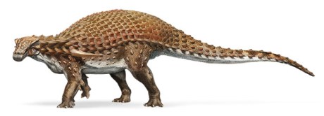 nodosaur-pic
