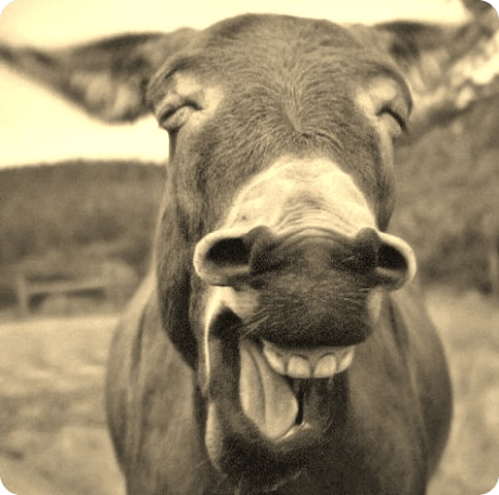 laughingDonkey